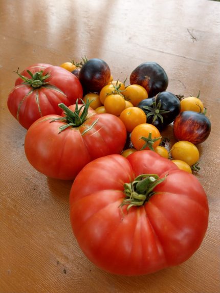 Tomaten aus dem eigenen Garten